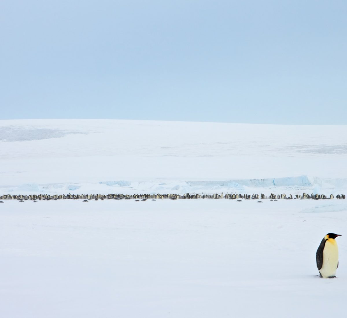ANT_SnowHillIsland_WeddellSEa_shutterstock_1016478298