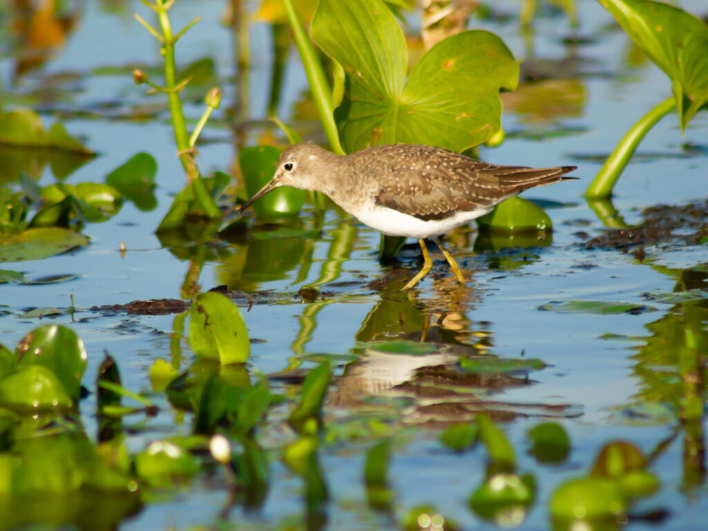 Sandpiper Ibera Wetlands