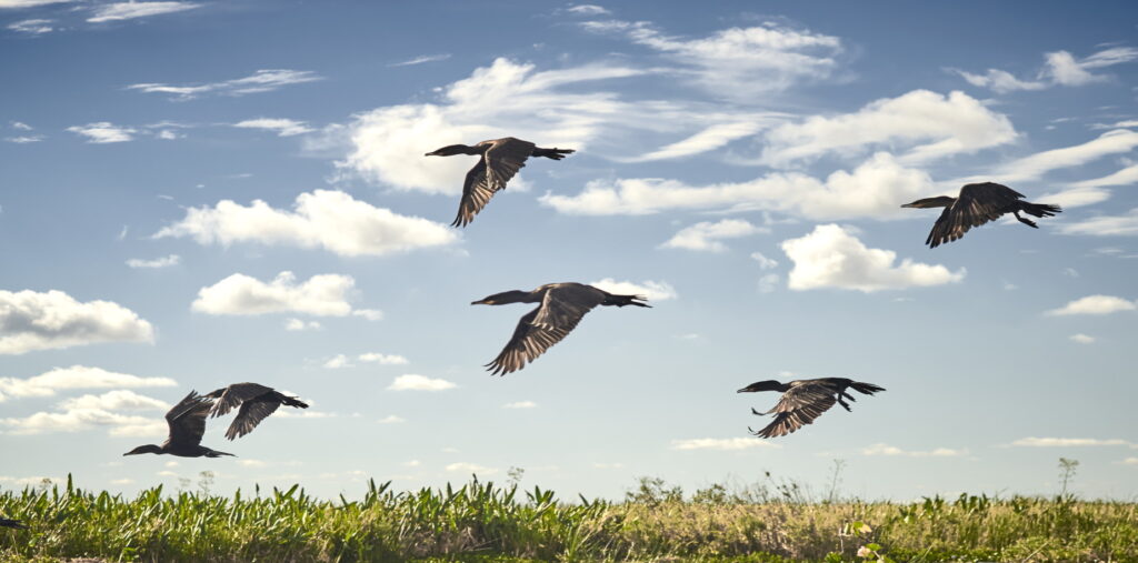 ARG_Ibera_shutterstock_293241917