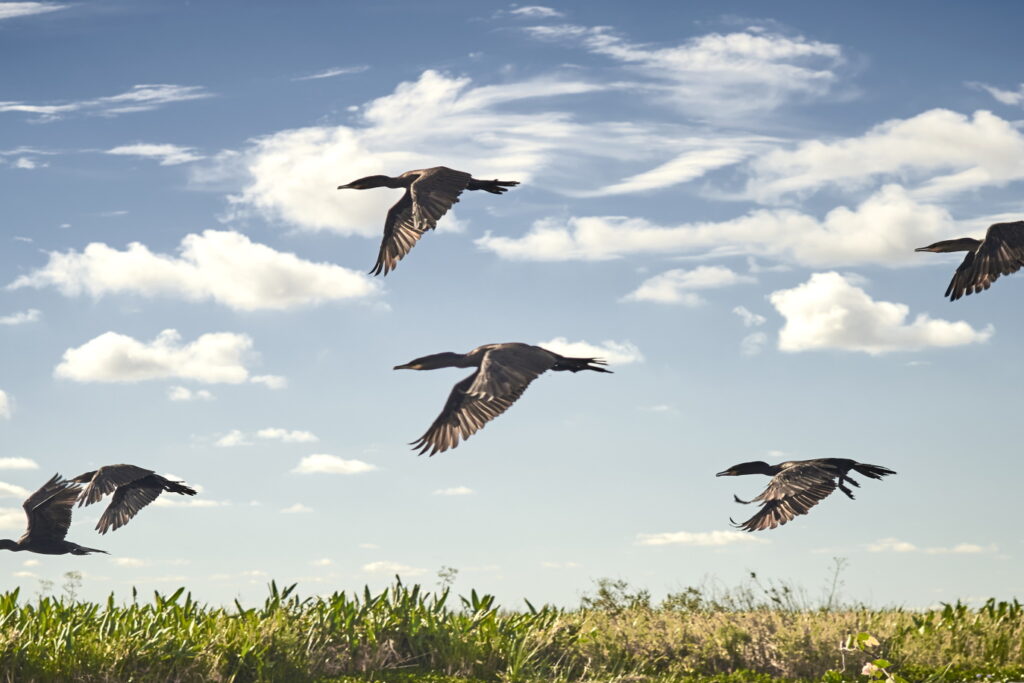 ARG_Ibera_shutterstock_293241917