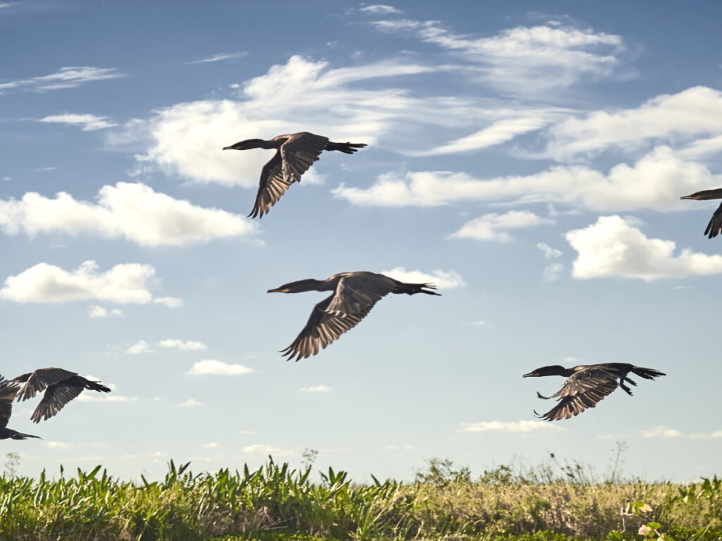 ARG_Ibera_shutterstock_293241917