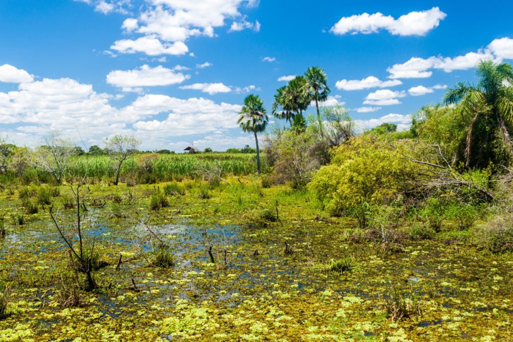 Ibera Wetlands