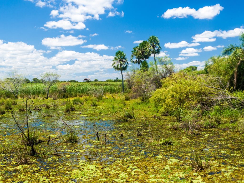 Ibera Wetlands
