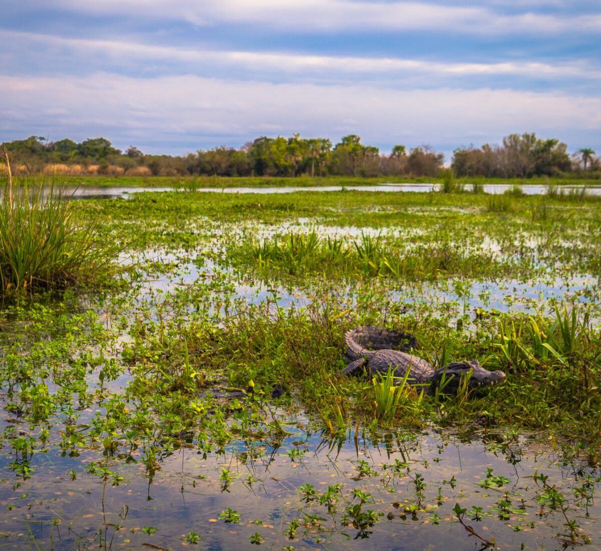 Ibera Wetlands in Argentina