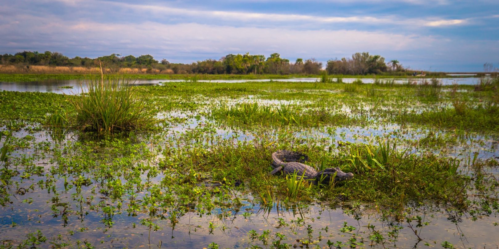 Ibera Wetlands in Argentina