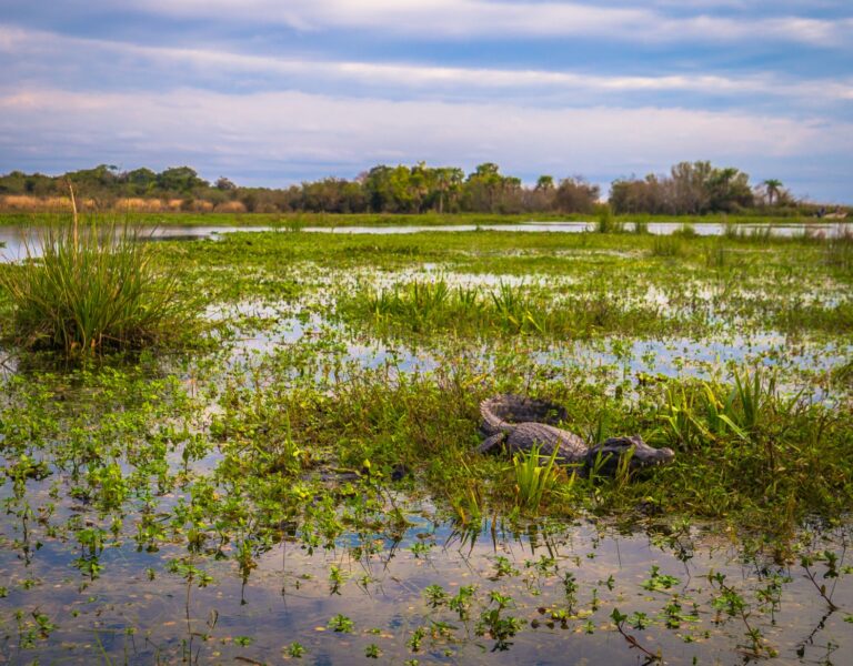 Ibera Wetlands in Argentina
