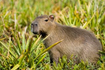 ARG_IberiaWetlands_Shutterstock_11355778