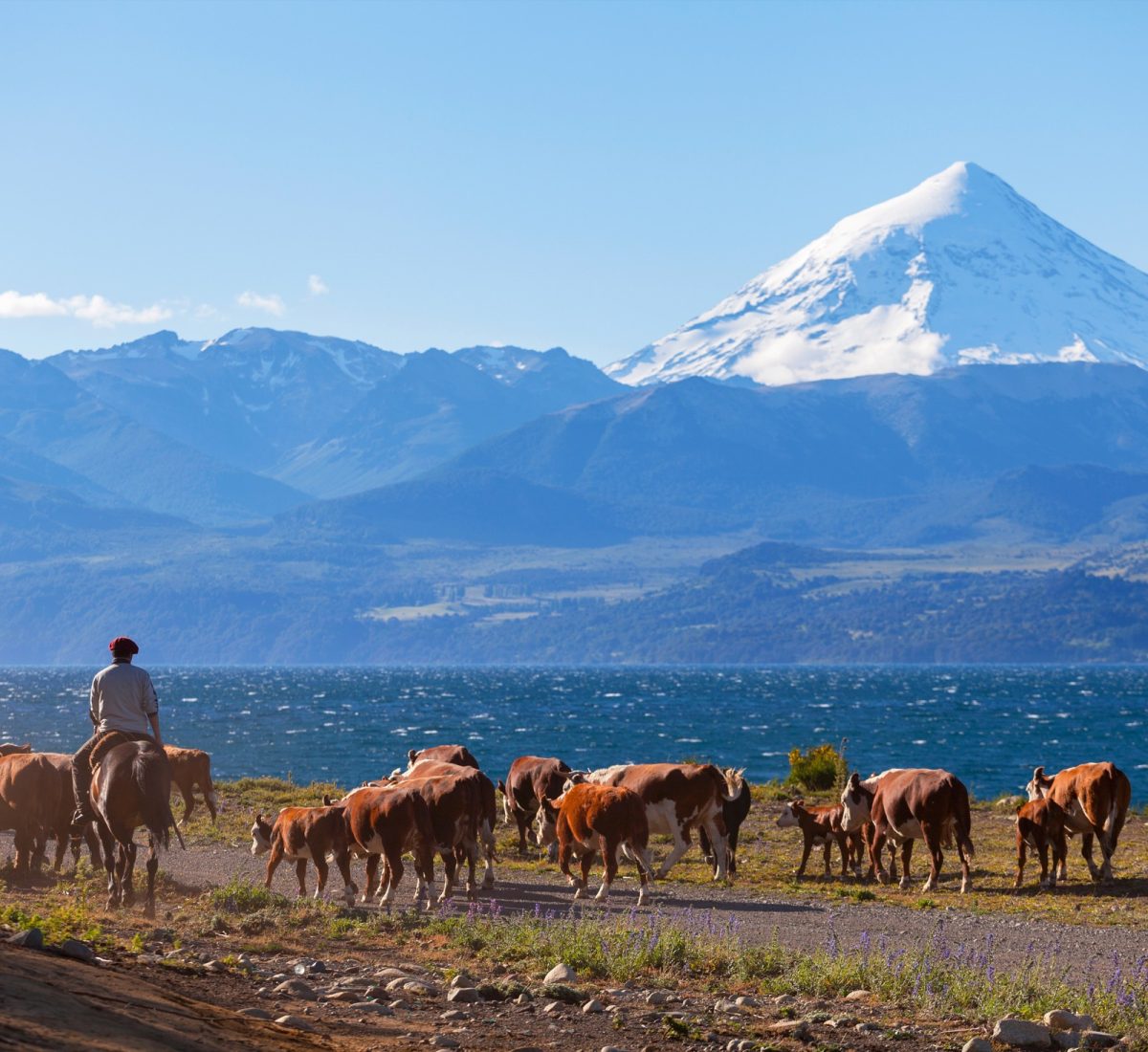 Herd of cows in the Argentinian Lake District