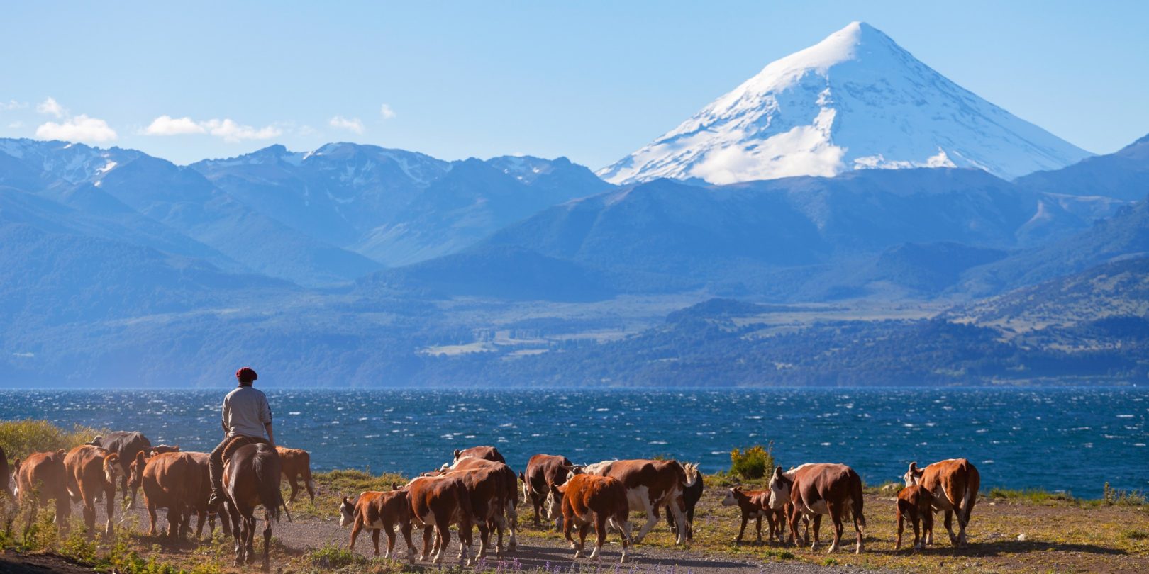 Herd of cows in the Argentinian Lake District