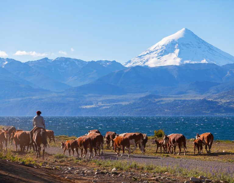 Herd of cows in the Argentinian Lake District