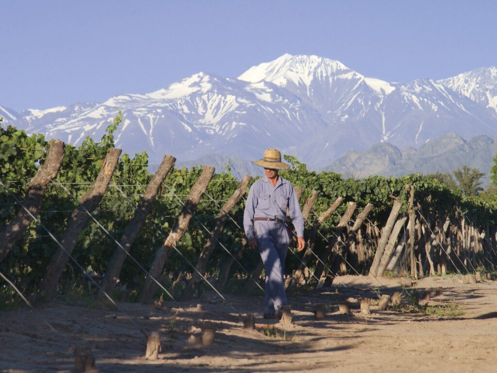 Vineyard in Mendoza