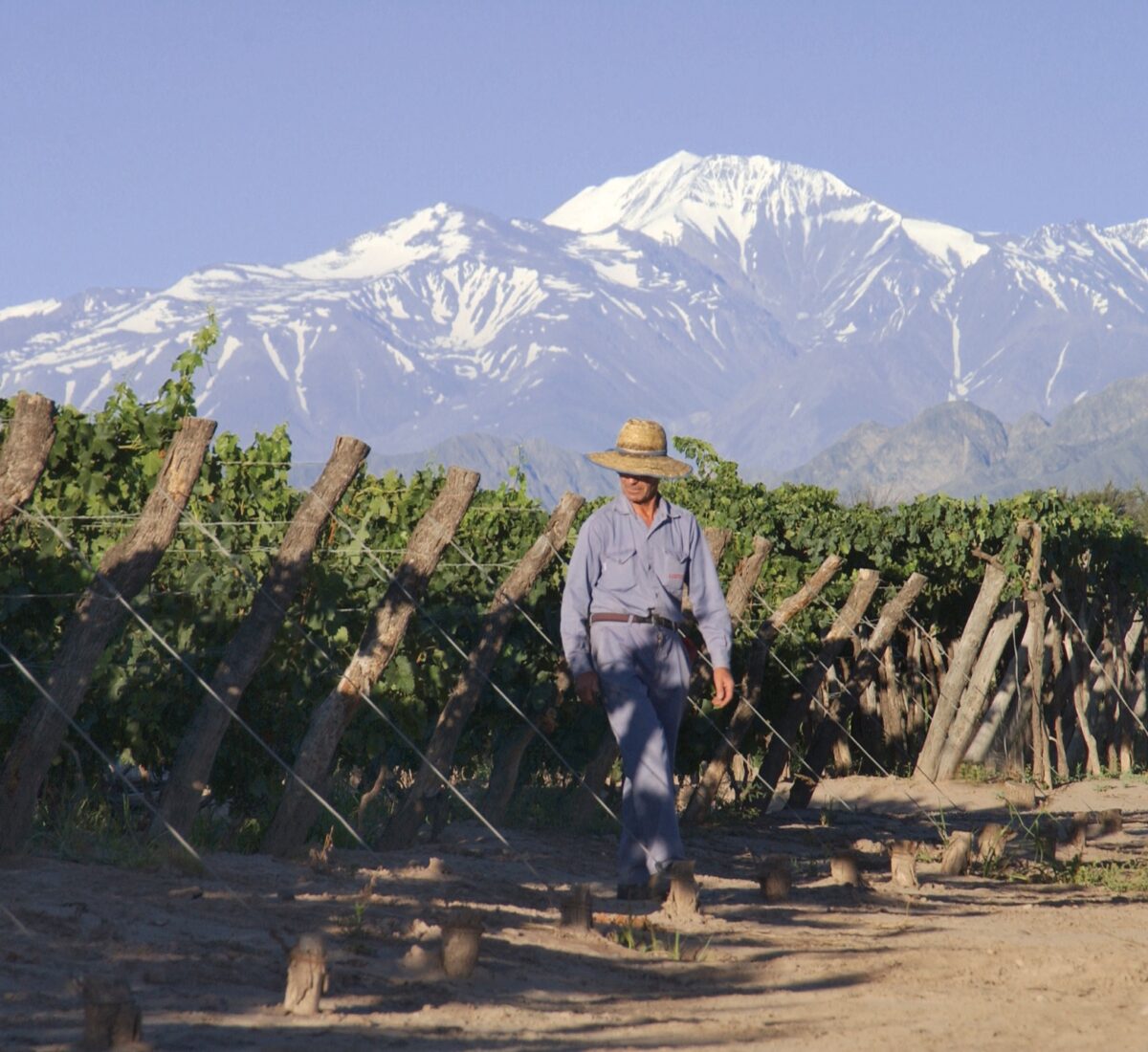 Vineyard in Mendoza