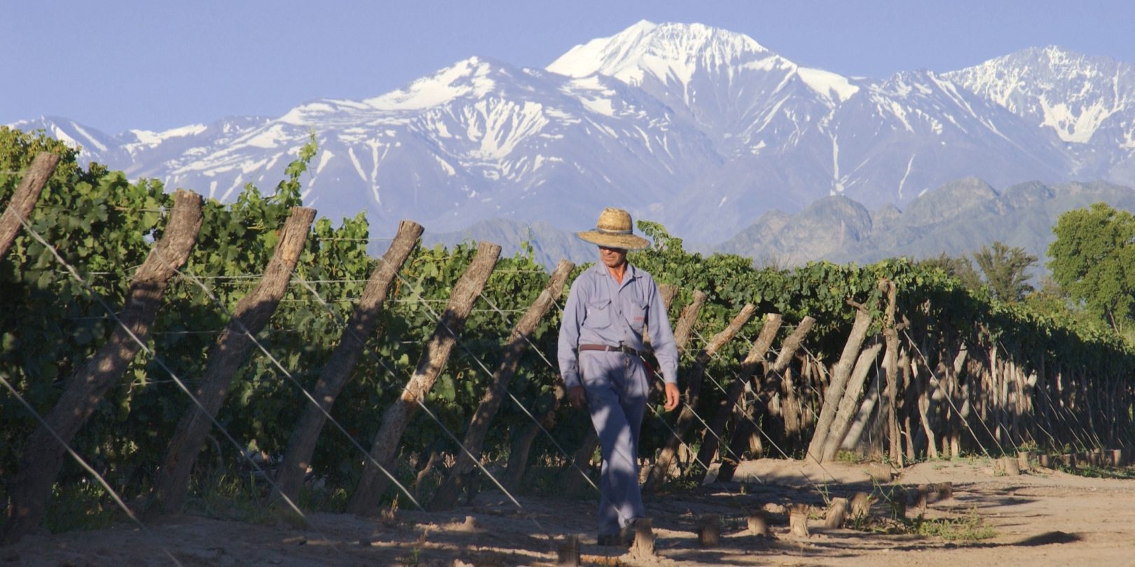 Vineyard in Mendoza