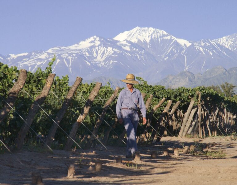 Vineyard in Mendoza