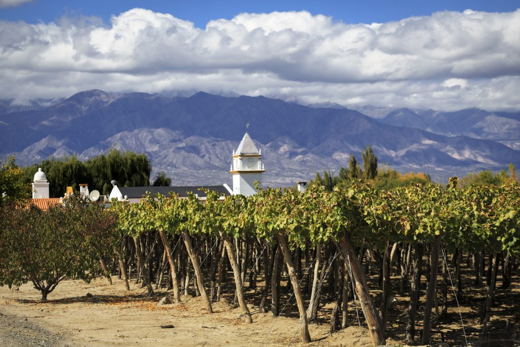 Mendoza Vineyard, Chile