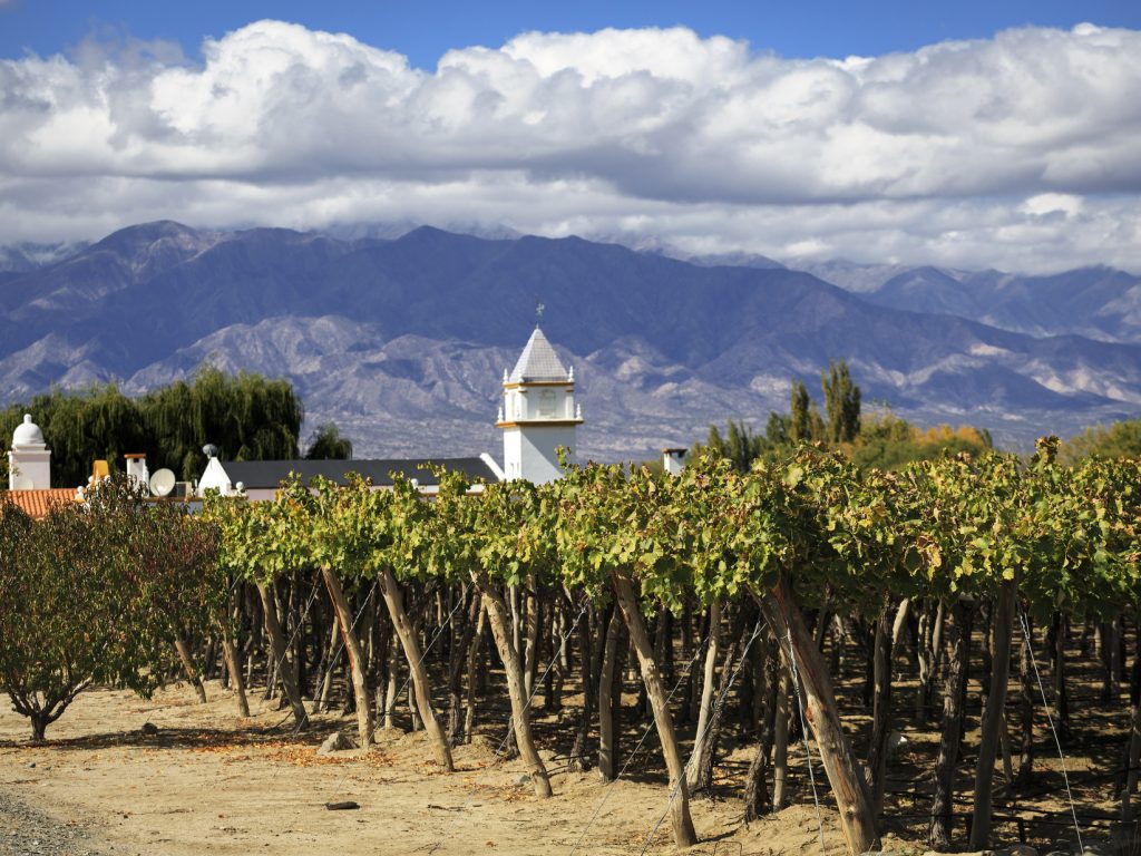 Mendoza Vineyard, Chile