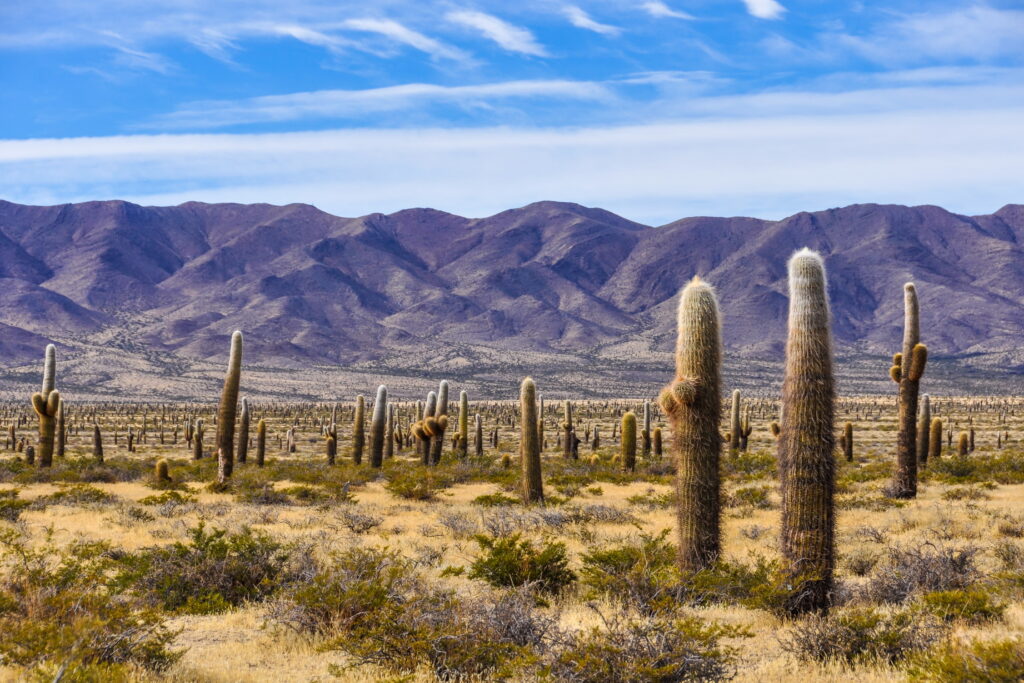 ARG_Cachi_Shutterstock_365985968