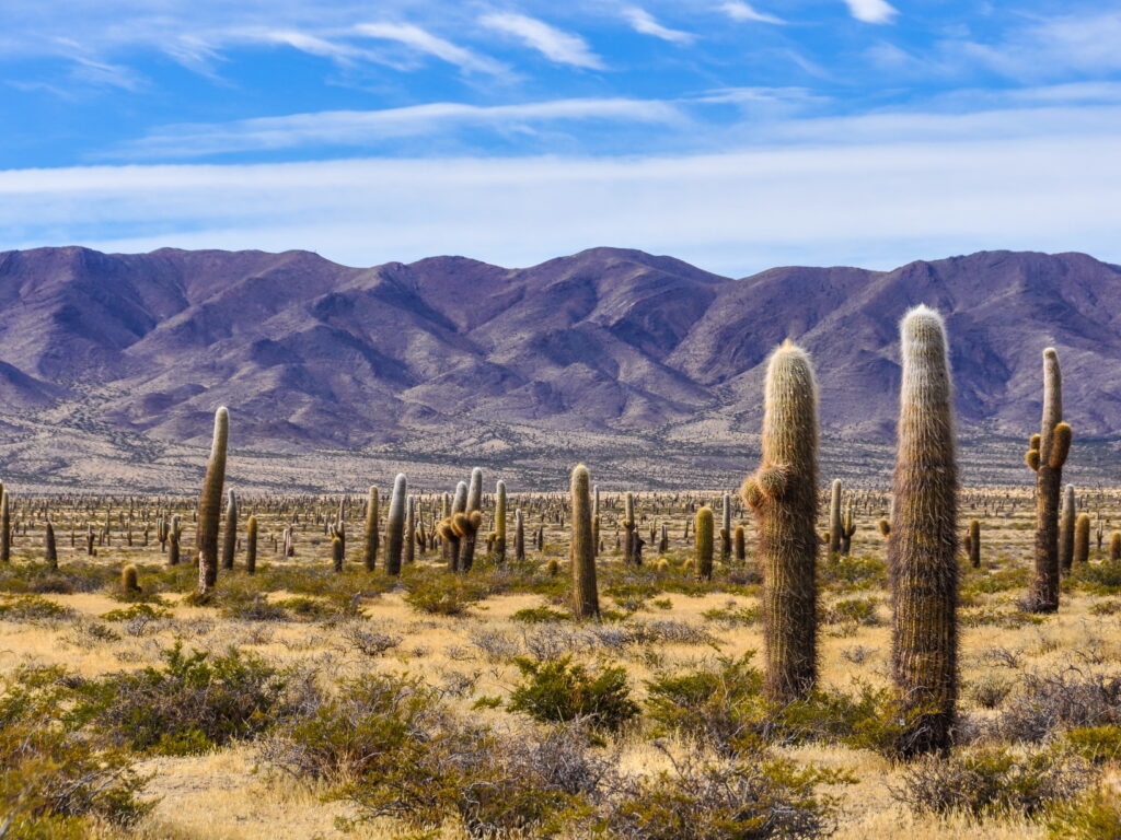 ARG_Cachi_Shutterstock_365985968