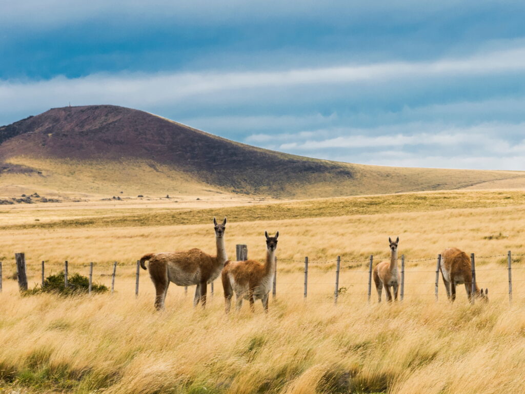 Guanacos in The Pampas, Argentina