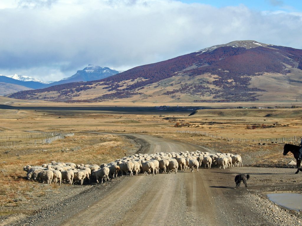 Flock of sheep in The Pampas, Argentina