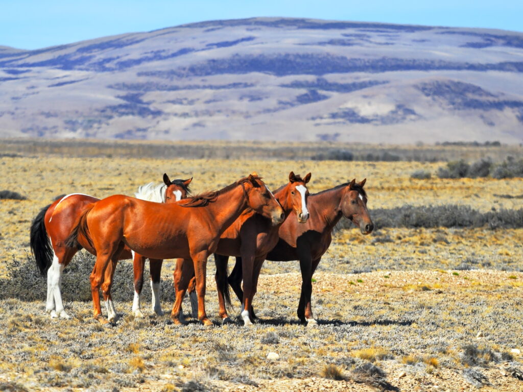 ARG_PampasHorses_shutterstock_141043108