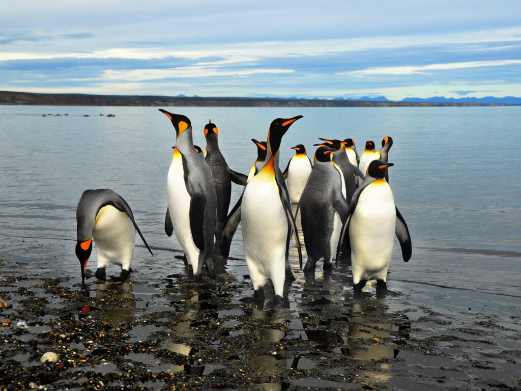 King Penguins