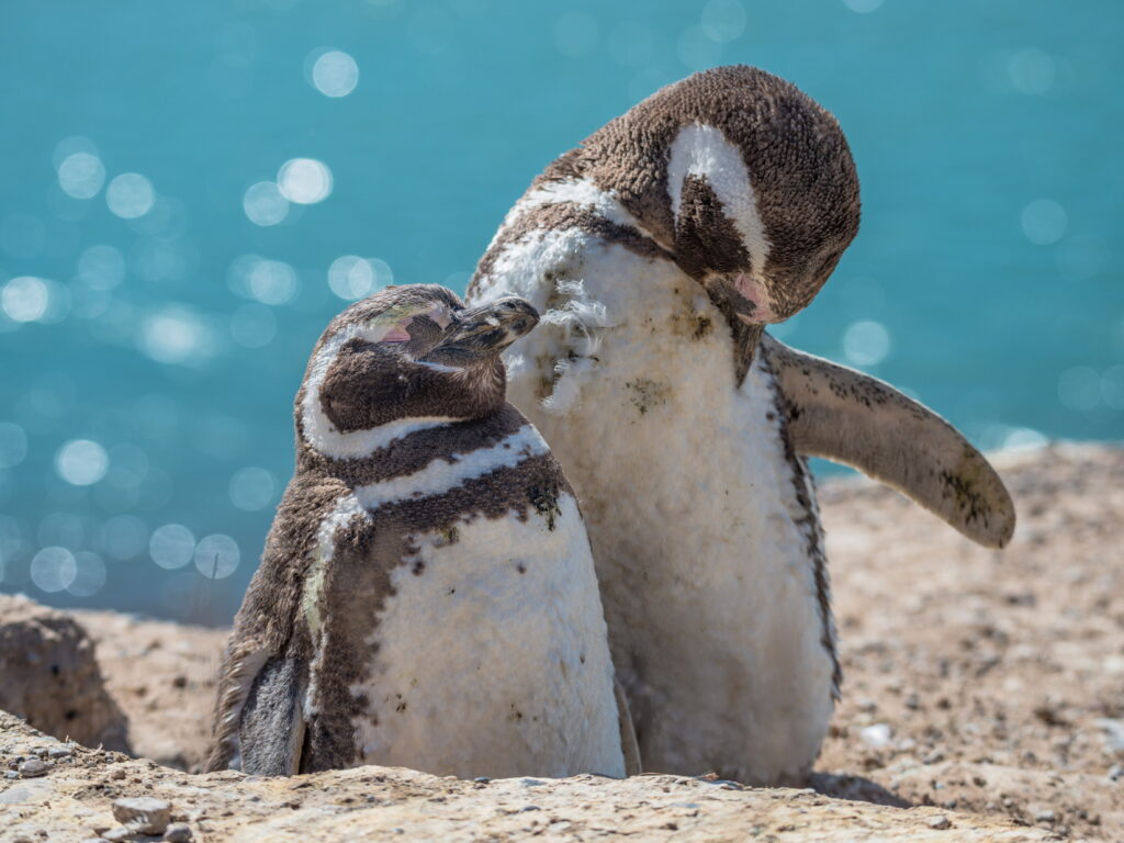 ARG_MagellenicPenguin_PeninsulaValdes_Shutterstock624234155