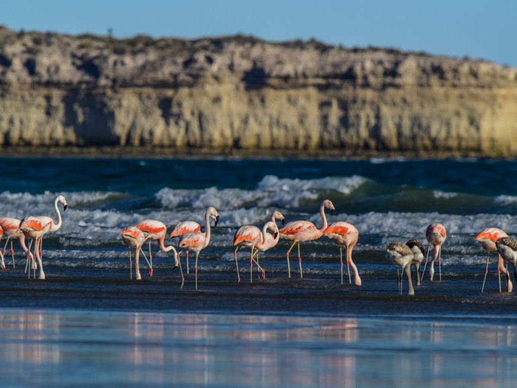 ARG_PeninsulaVales_Flamingos_shutterstock_1086981026