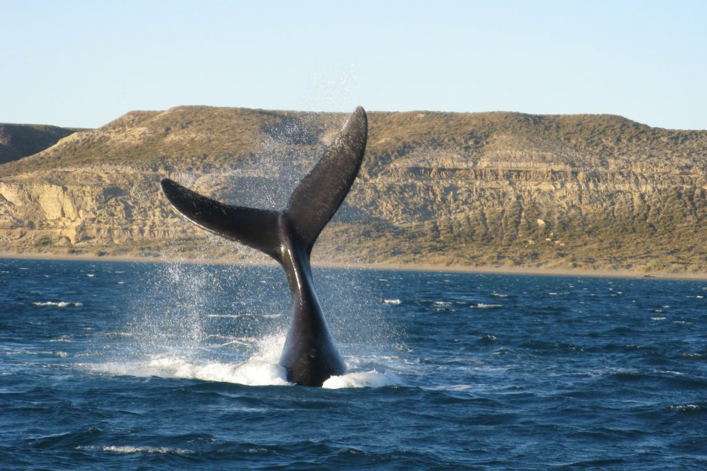 Whale Tail
