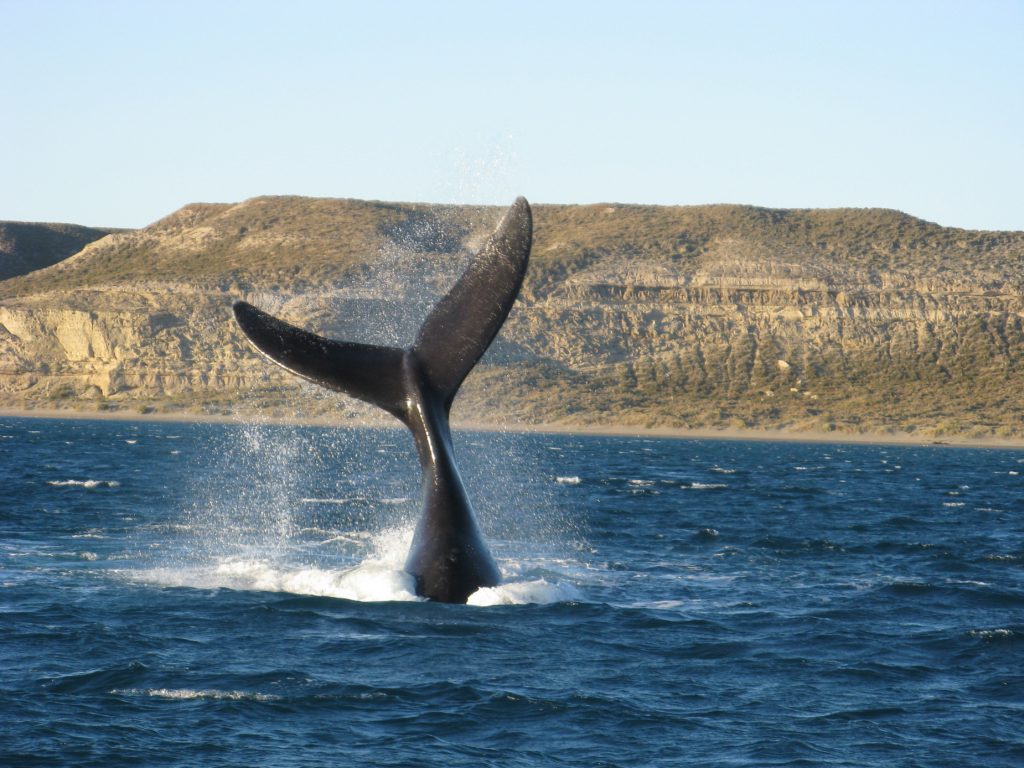 Whale Tail
