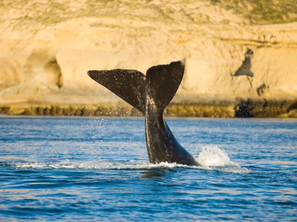 southern right whale