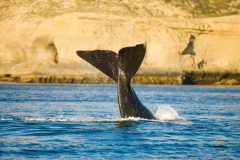 Right,Whale,In,Puerto,Piramides,,Peninsula,Valdes,,Patagonia,,Argentina southern right whale