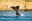southern right whale