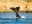 southern right whale