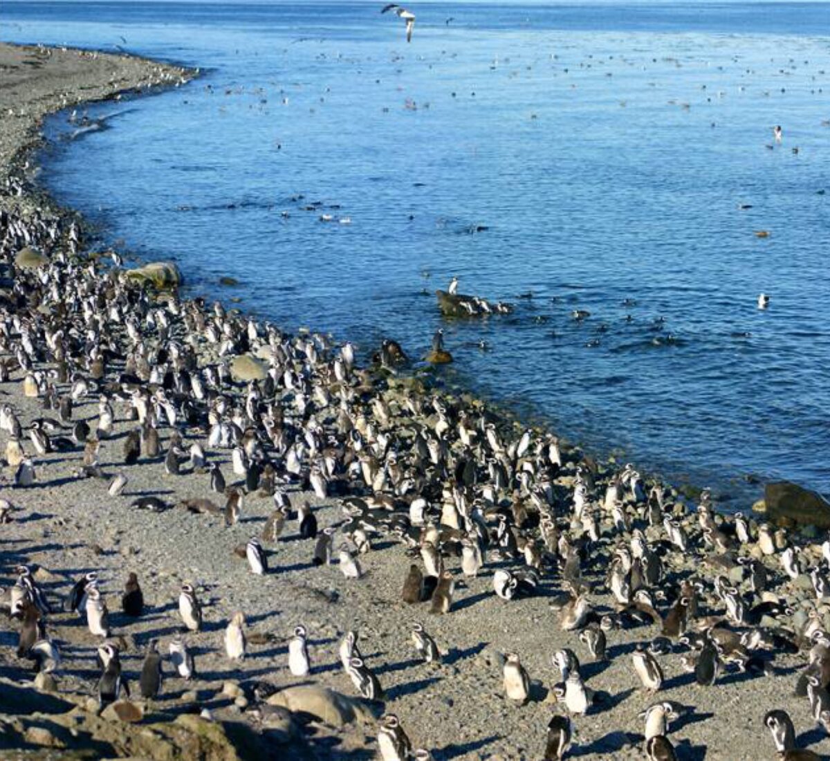 Penguins in Valdes Peninsula and Puerto Madryn