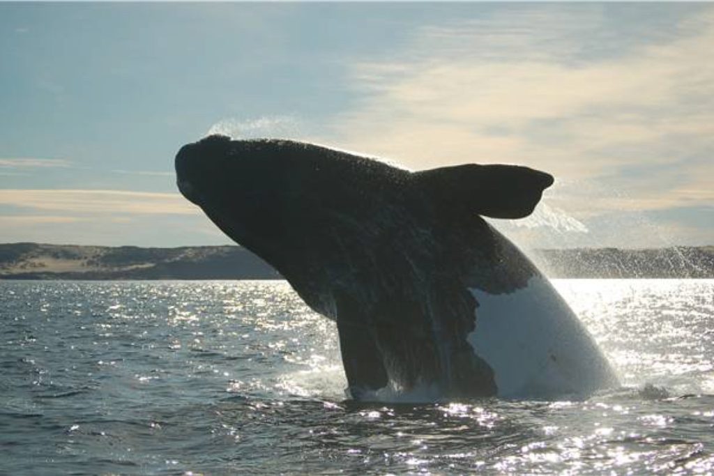 Whale in Valdes Peninsula
