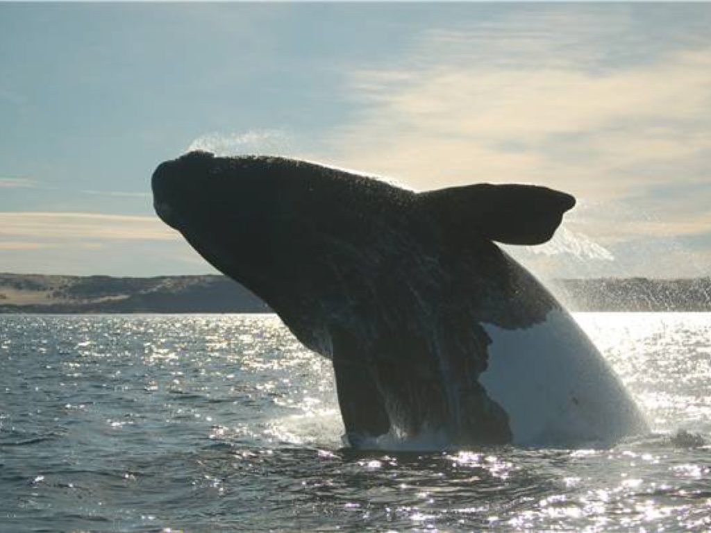 Whale in Valdes Peninsula