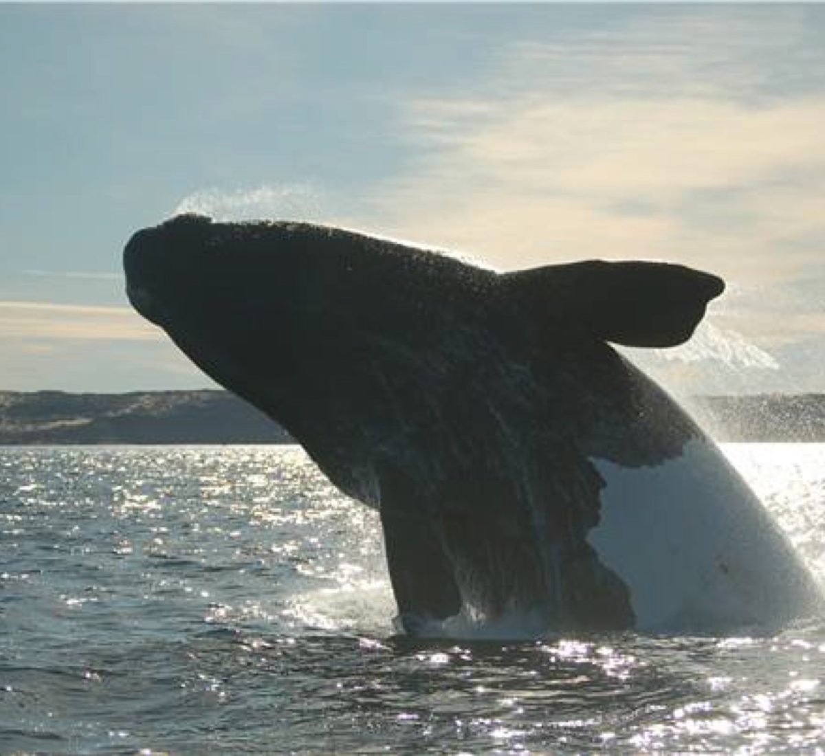 Whale in Valdes Peninsula