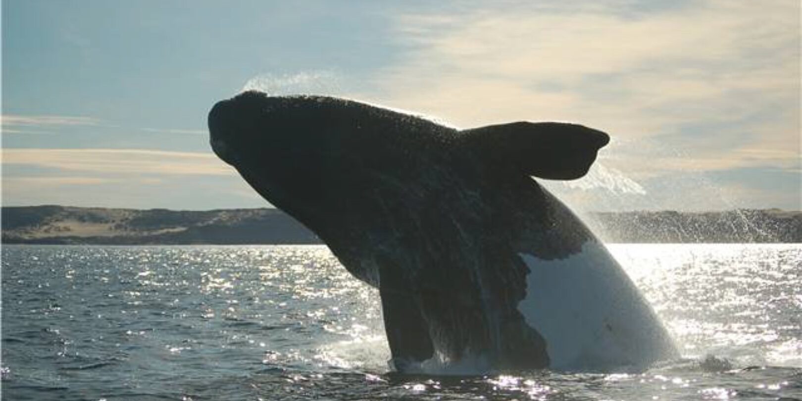 Whale in Valdes Peninsula