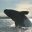 Whale in Valdes Peninsula