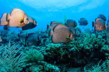 Belize Tourist Board ©