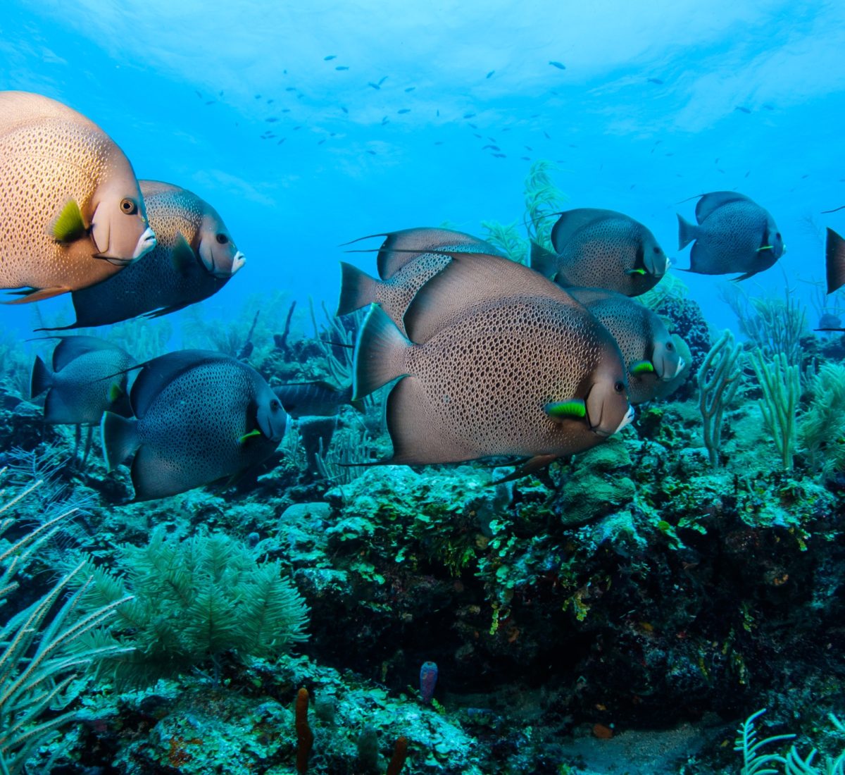 Belize Tourist Board ©
