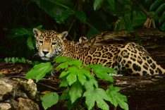 Belize Tourist Board ©