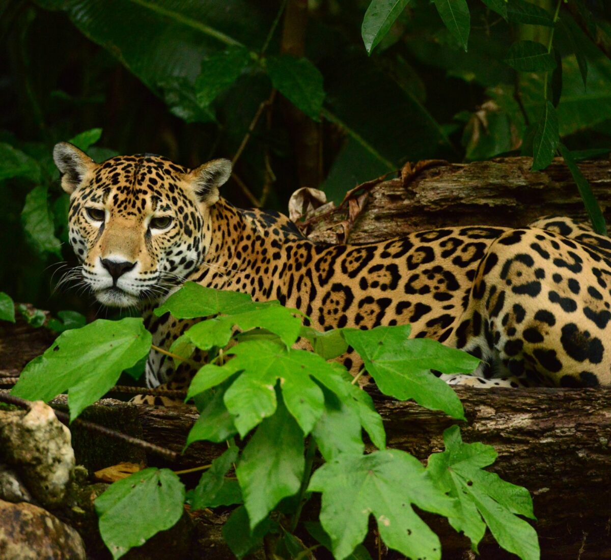 Belize Tourist Board ©