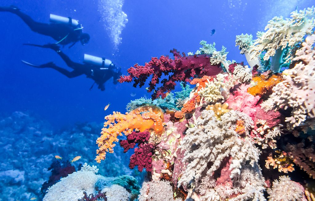 Diving in Barrier Reef