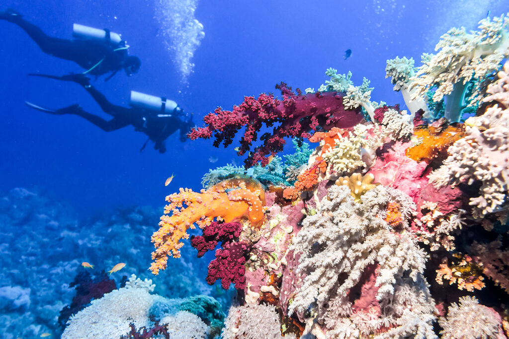 Diving in Barrier Reef