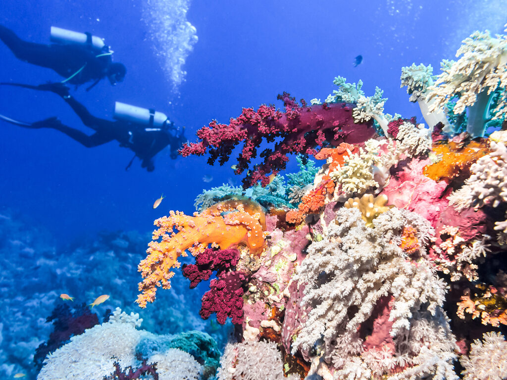 Diving in Barrier Reef