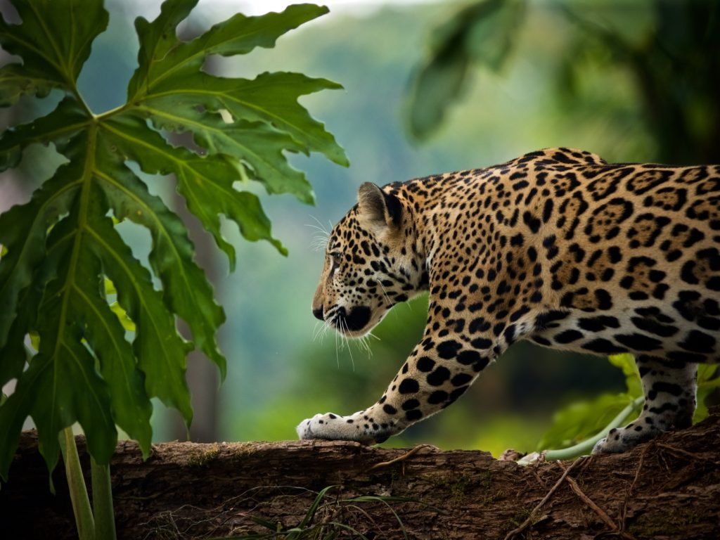 Jaguar Belize