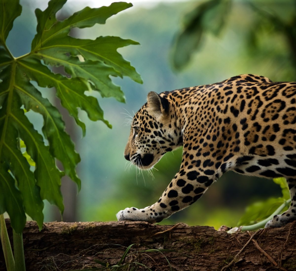 Jaguar Belize
