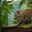 Jaguar Belize